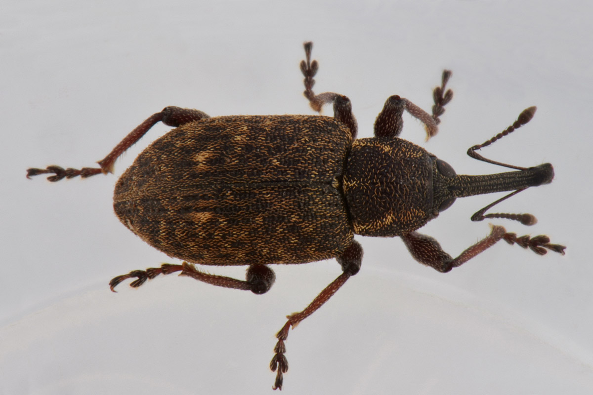 Curculionidae:  Notaris scirpi